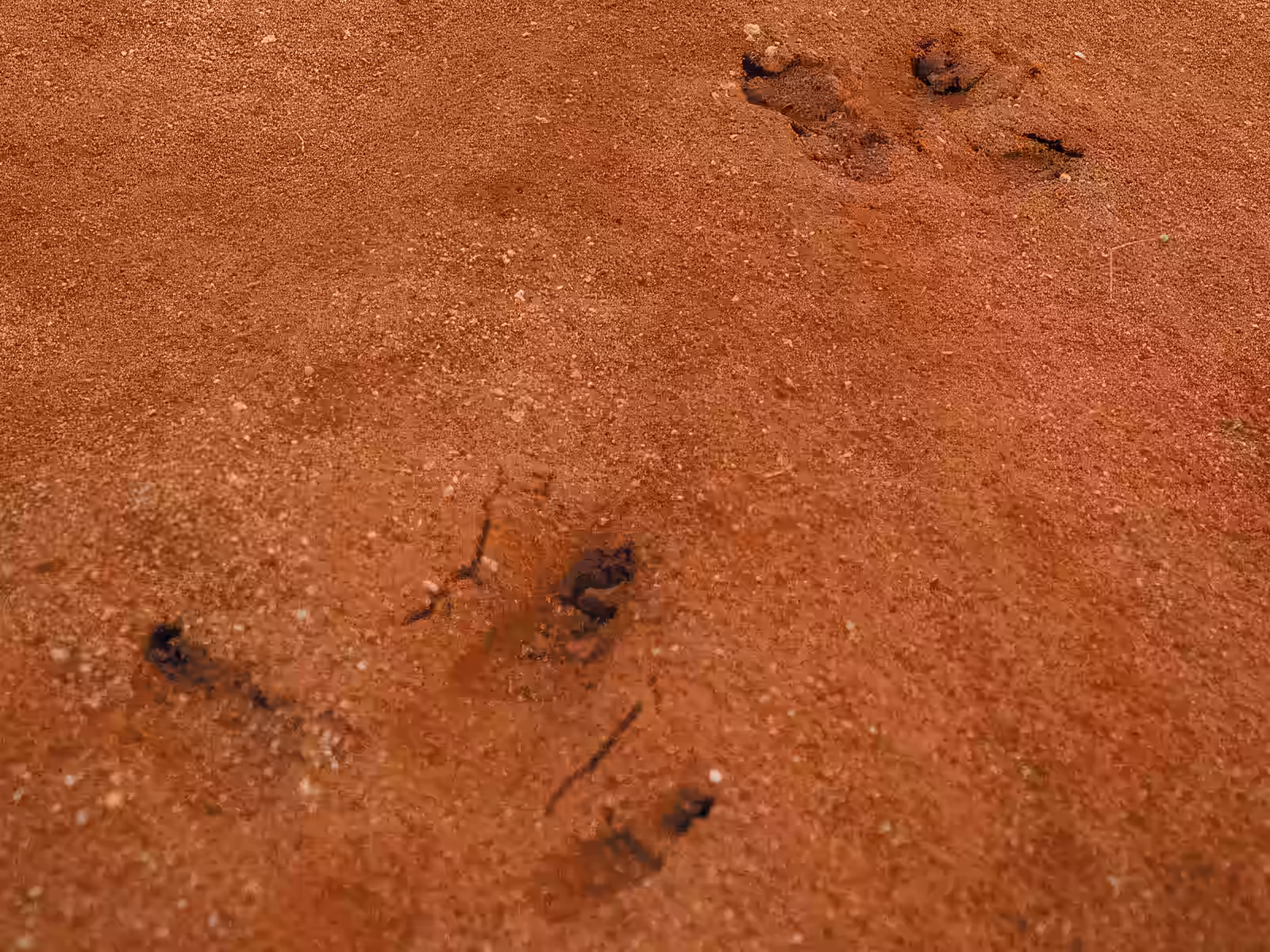 Reading emu tracks — traditional tracking and hunting knowledge
